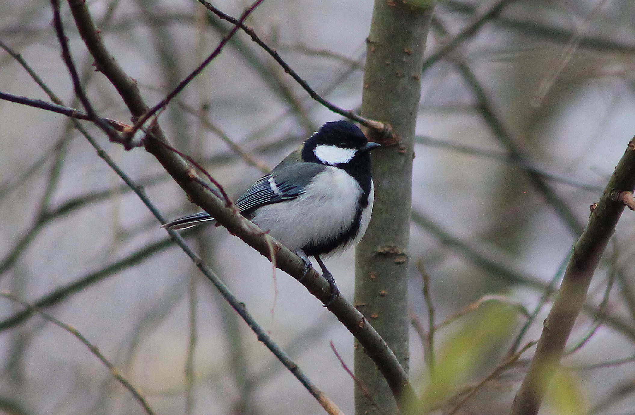 Japanese Tit (Parus minor)