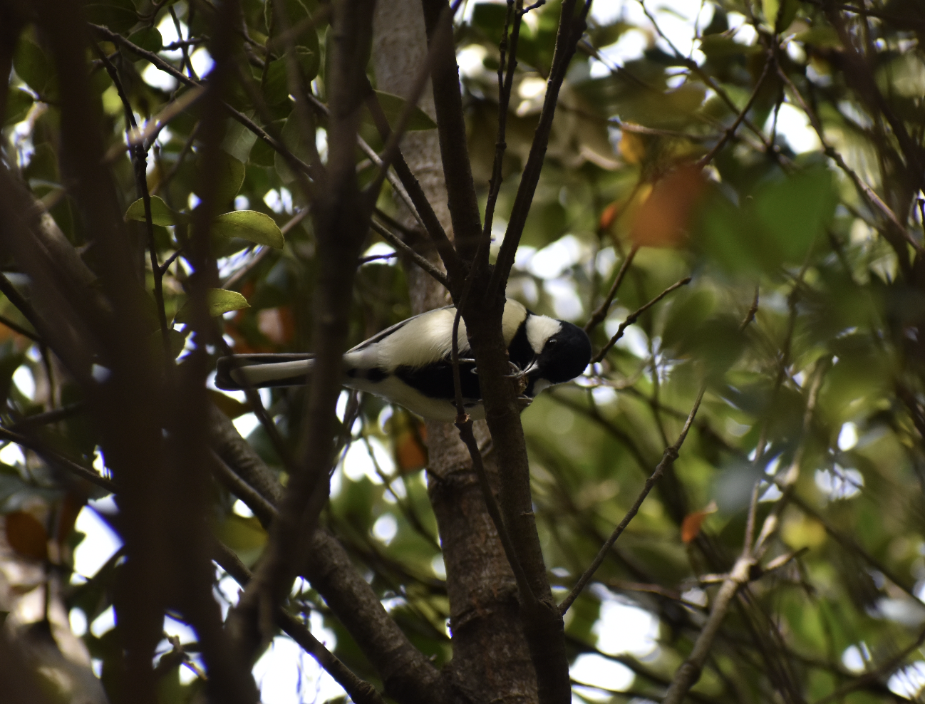 Japanese Tit ~ Tokyo Port Wild Bird Park