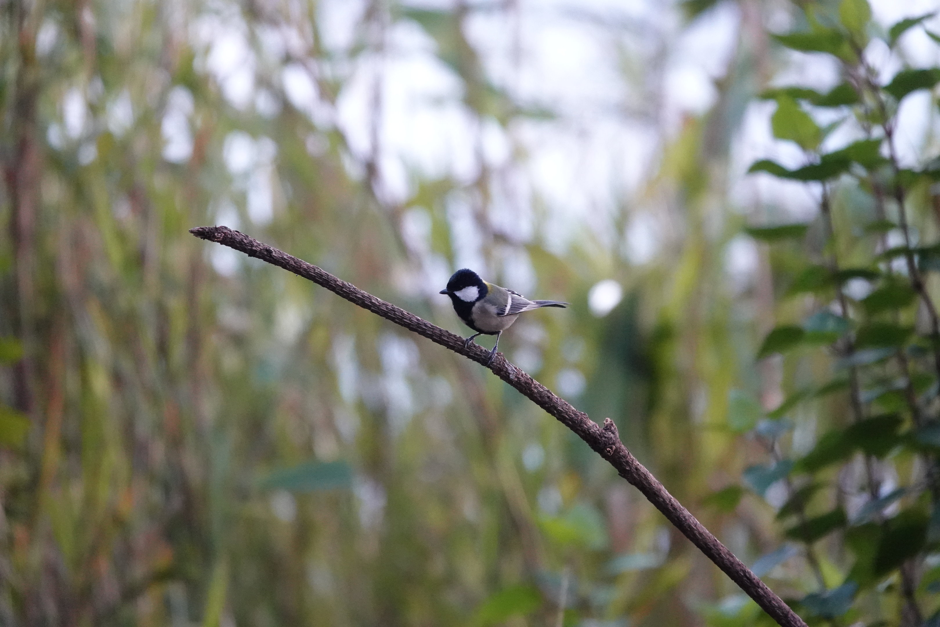 Japanese Tit