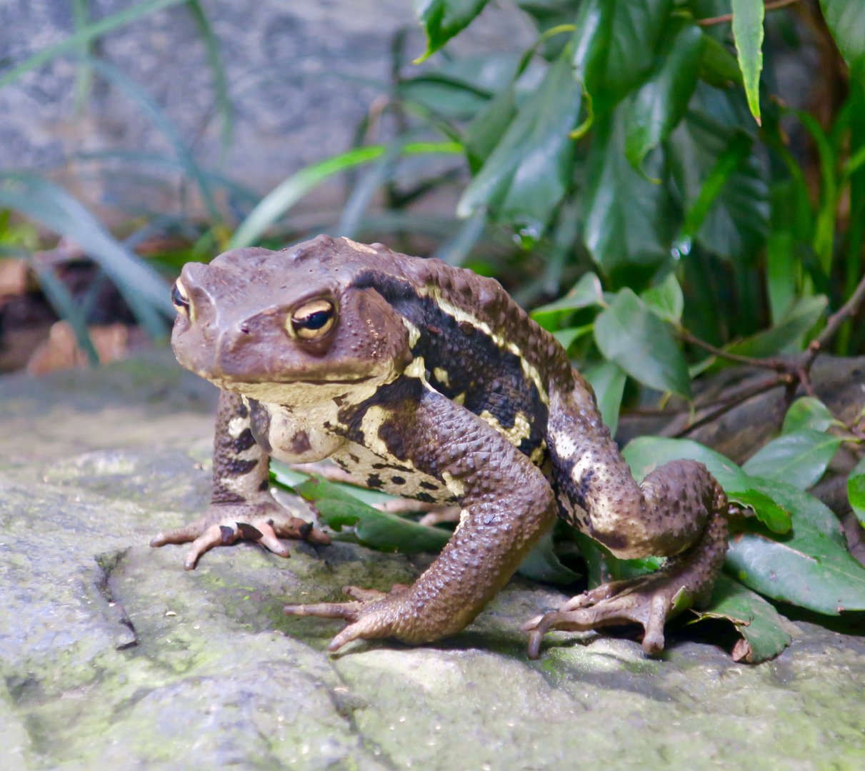 Japanese Toad (Bufo japonicus formosus)