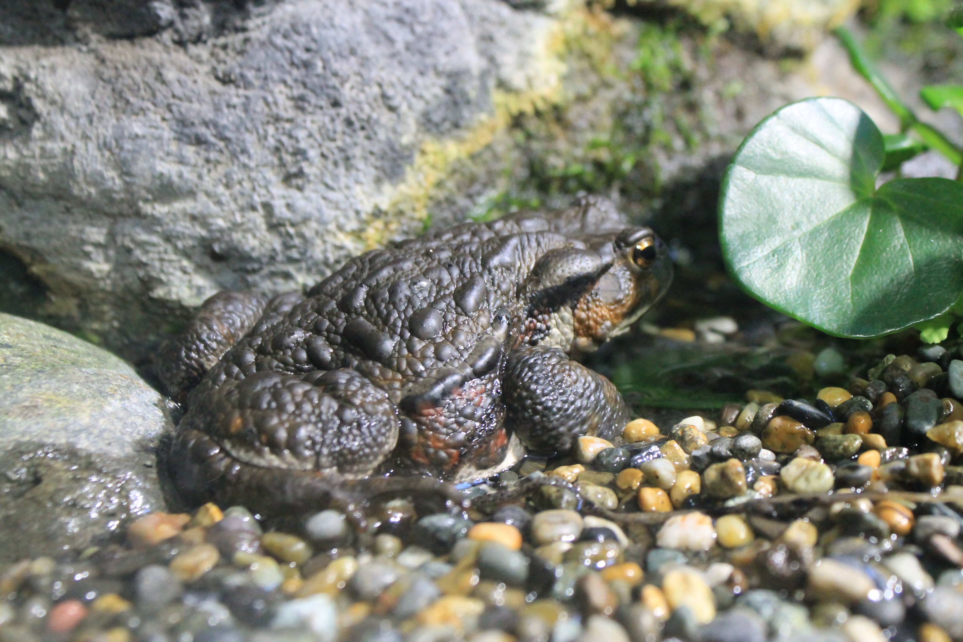Japanese Toad (Bufo japonicus formosus)