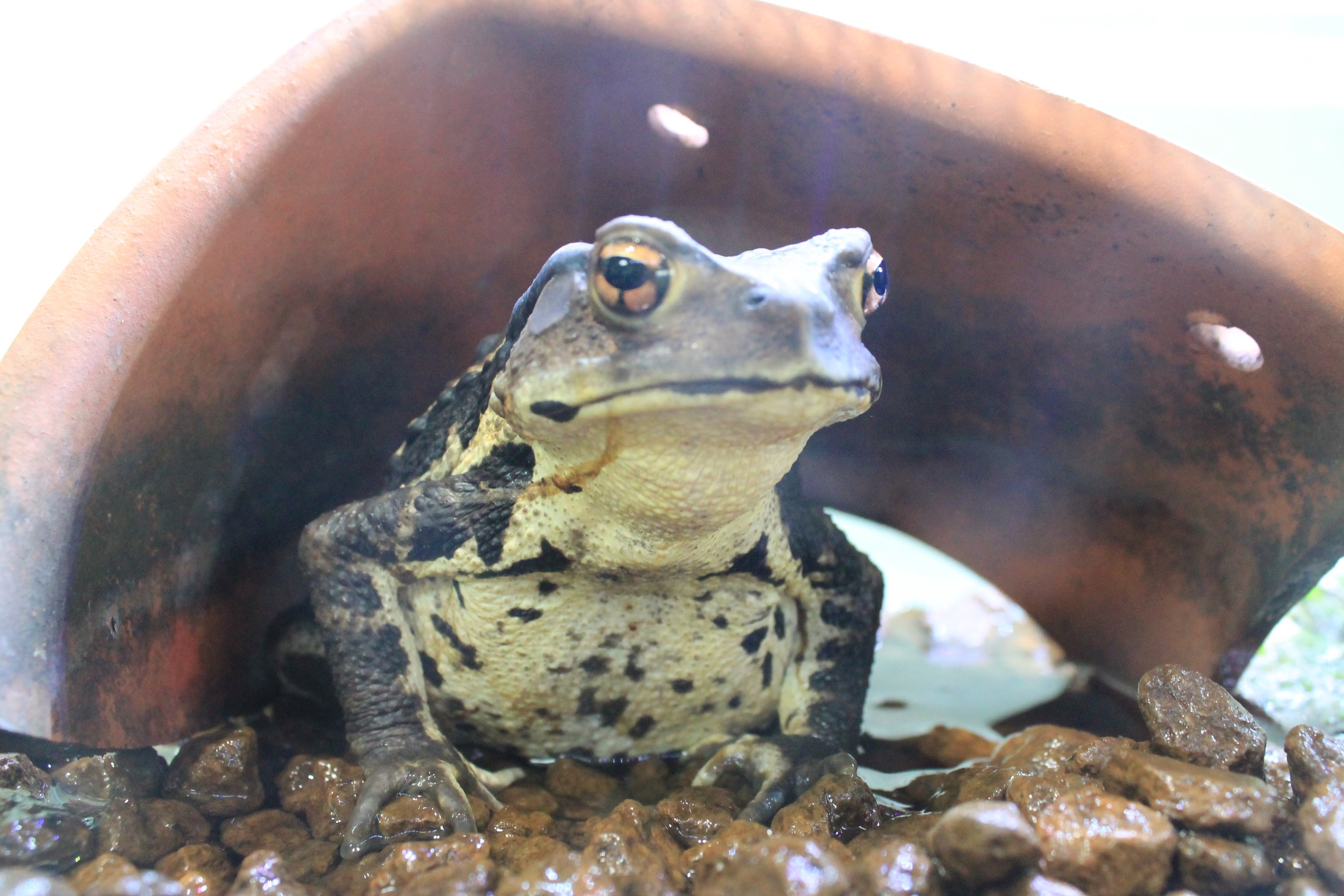 Japanese Toad (Bufo japonicus)
