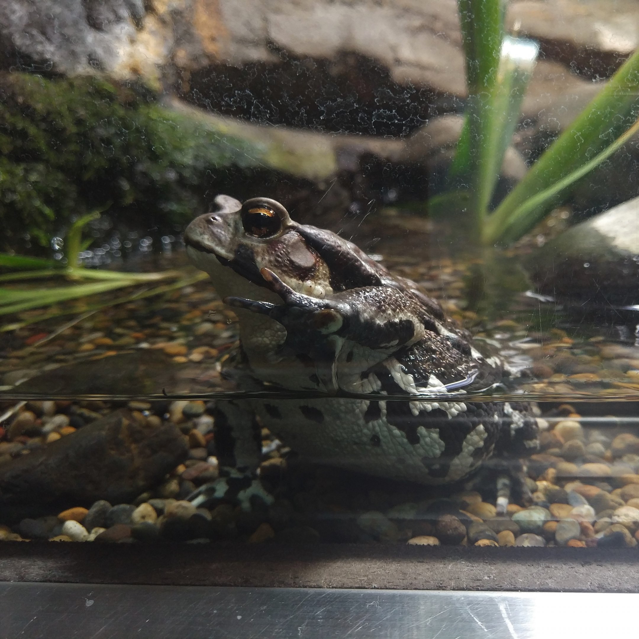 Japanese Toad