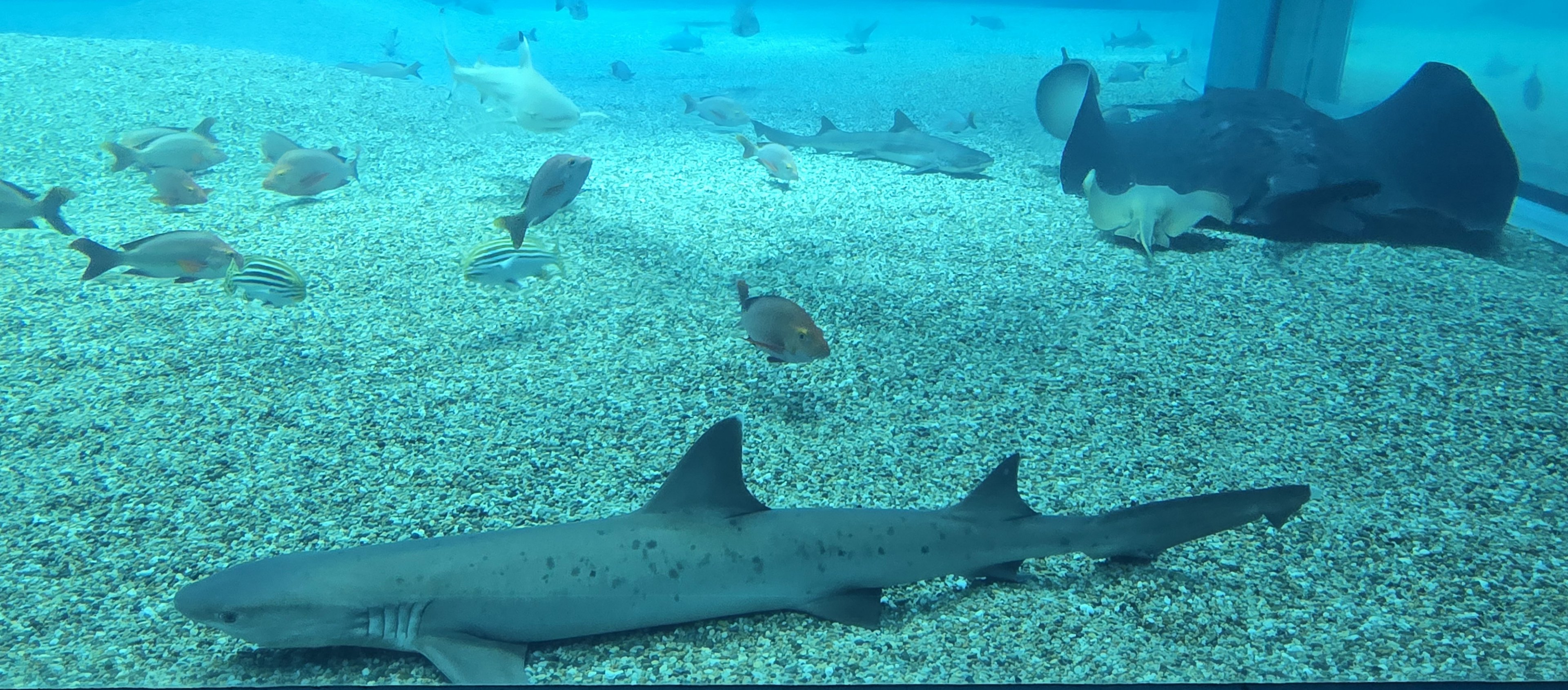 Japanese topeshark (Hemitriakis japanica)