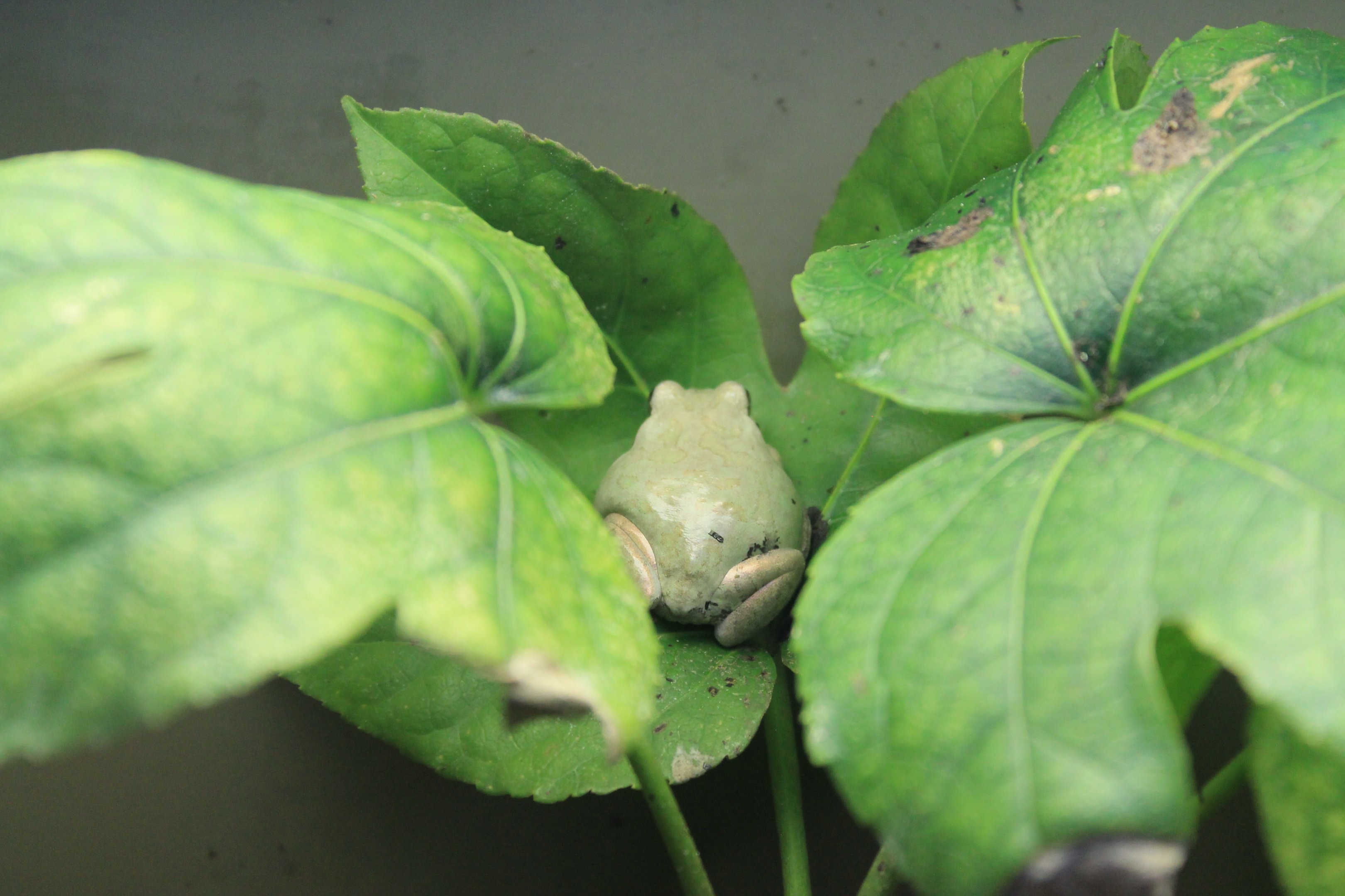 Japanese Tree Frog (Dryophytes japonicus)