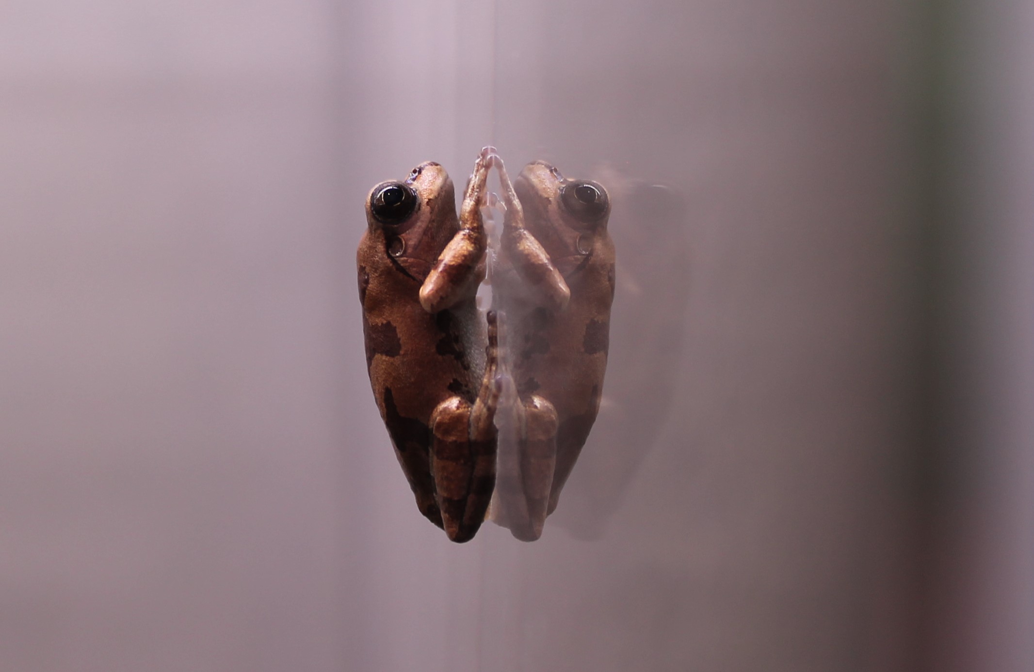 Japanese Tree Frog (Dryophytes japonicus)