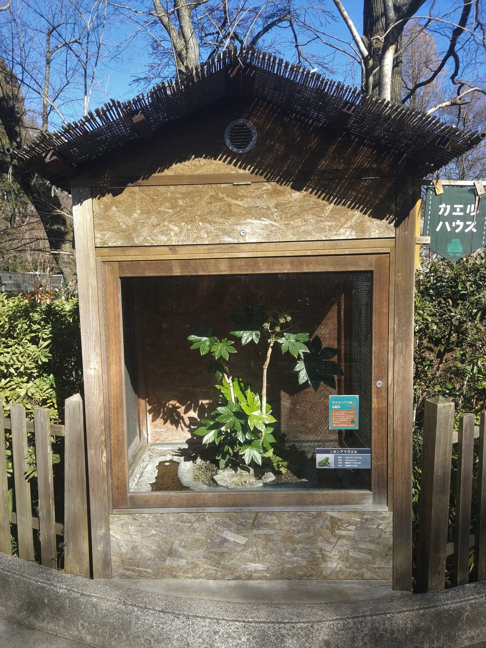 Japanese Tree Frog Exhibit