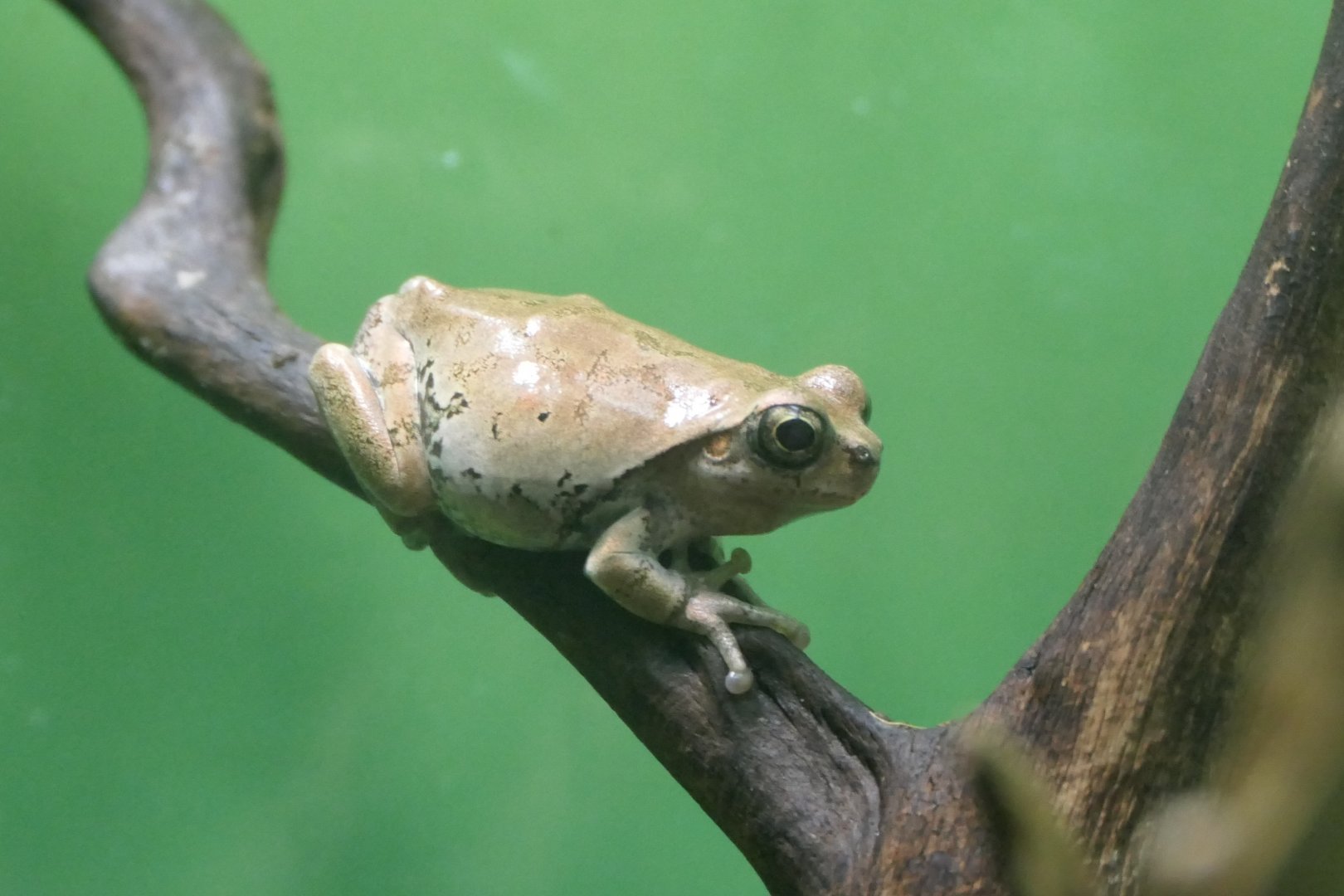 Japanese Tree Frog (Hyla japonica)