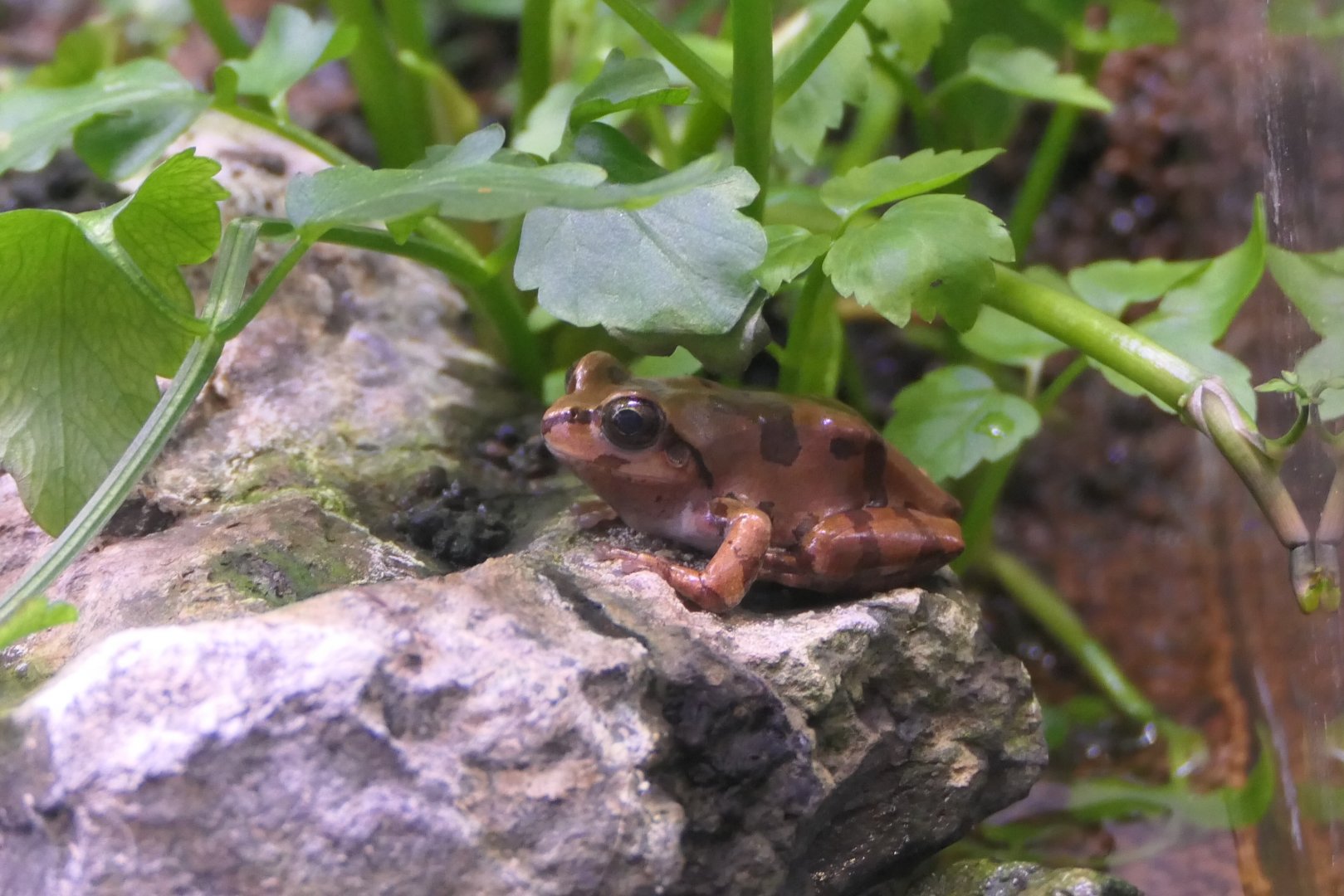 Japanese Tree Frog (Hyla japonica)