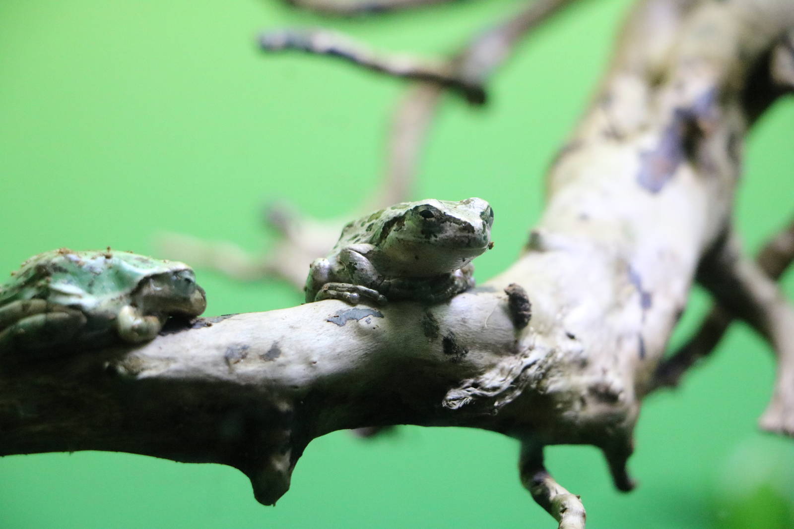 Japanese treefrog - Sunshine Aquarium Tokyo, February 2016