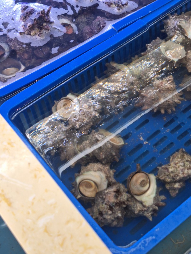 Japanese Turbo Snail? (Turbo sazae?)