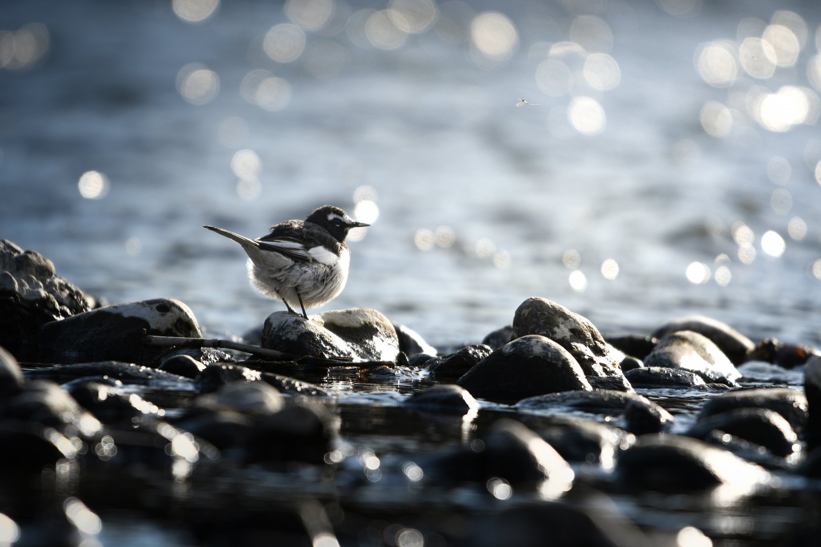 Japanese Wagtail ~ Futako Tamagawa
