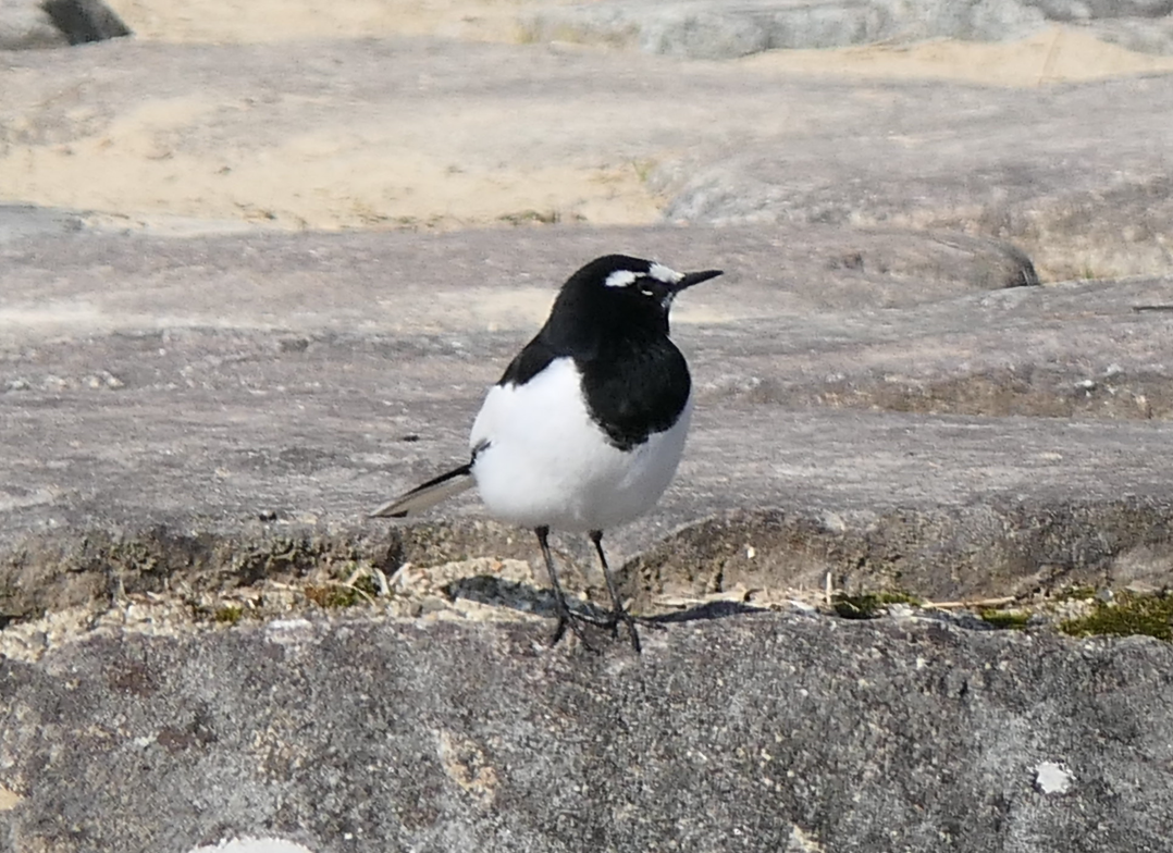 Japanese Wagtail (Motacilla grandis)