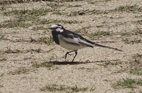 Japanese wagtail.