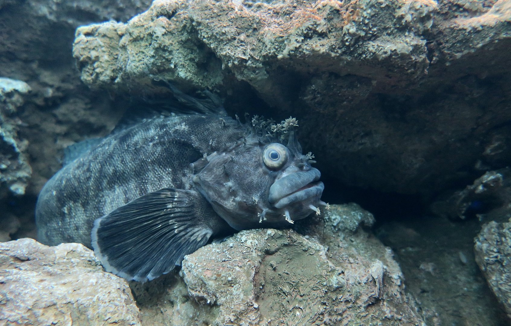 Japanese Warbonnet (Chirolophis japonicus) - Xpark