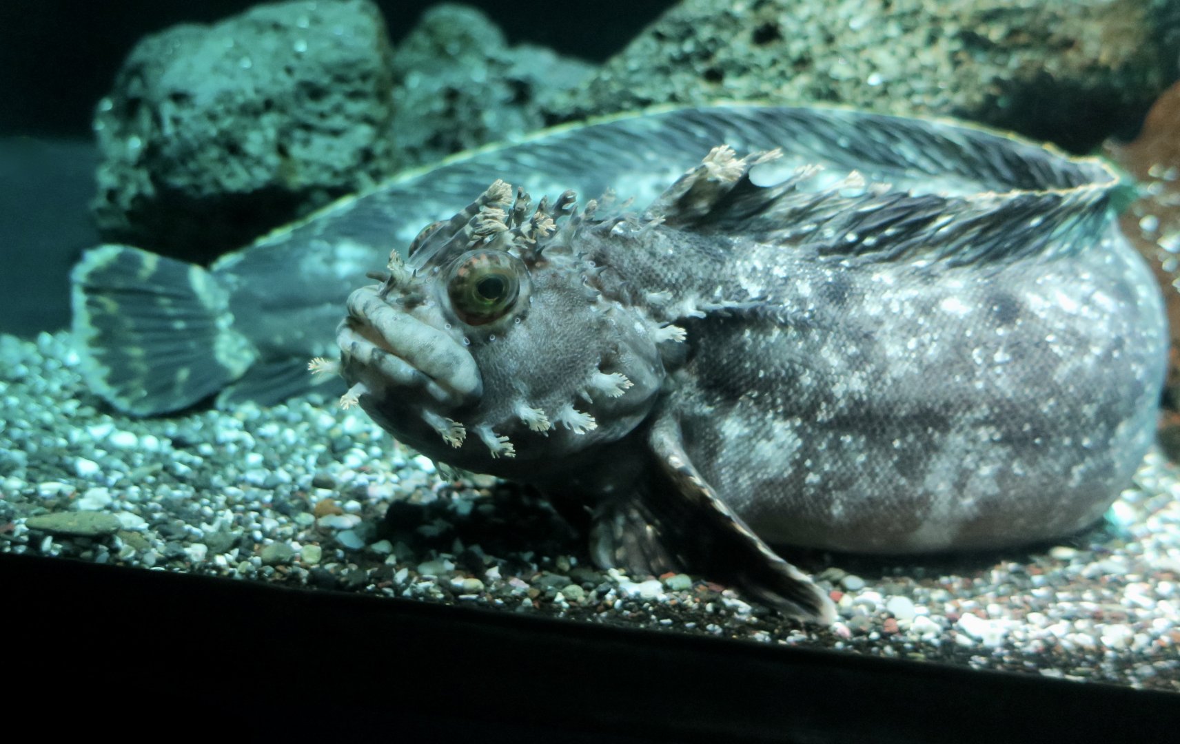 Japanese Warbonnet (Chirolophis japonicus)