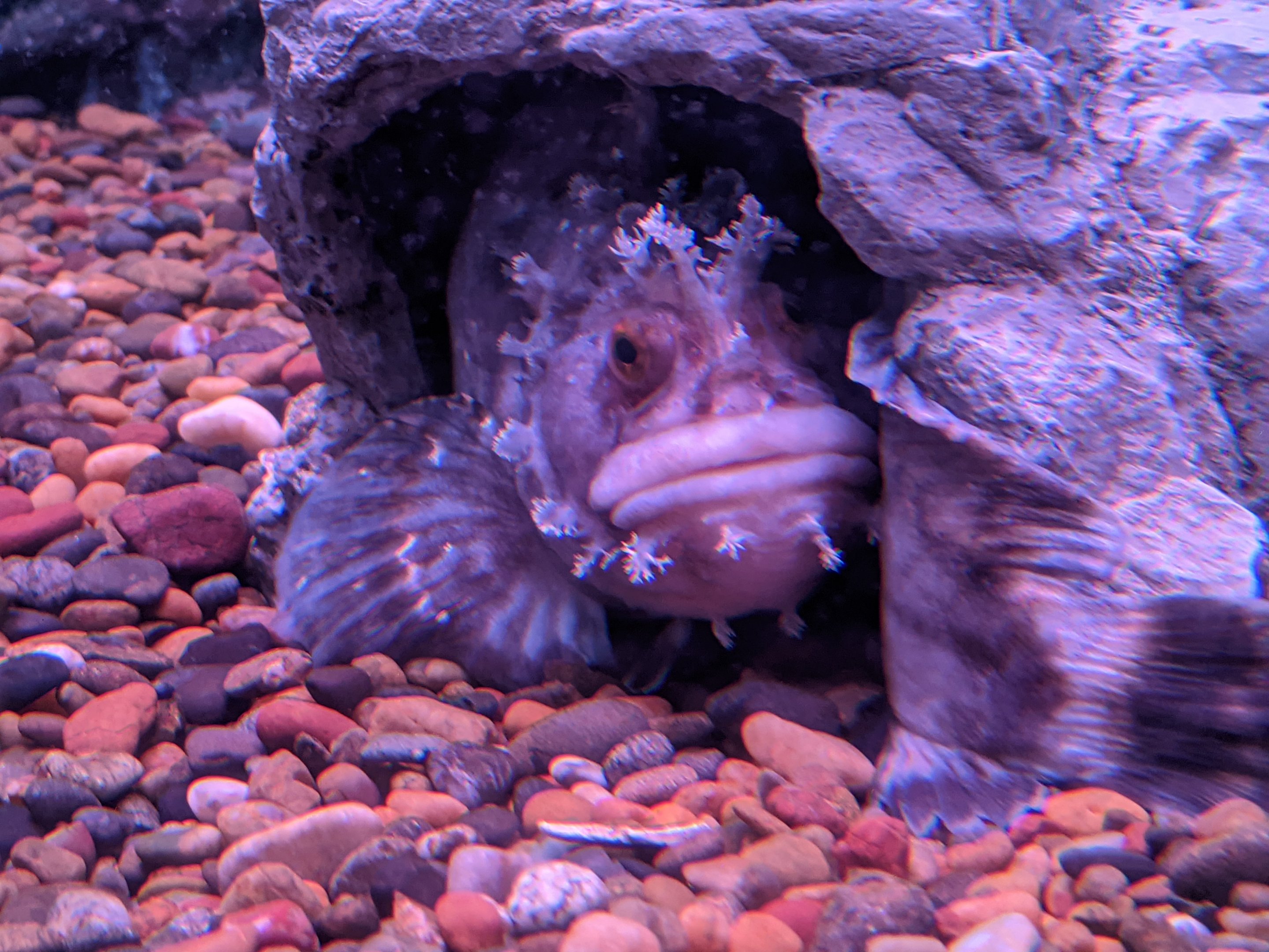 Japanese Warbonnet (Chirolophus japonicus), Wakkanai Aquarium