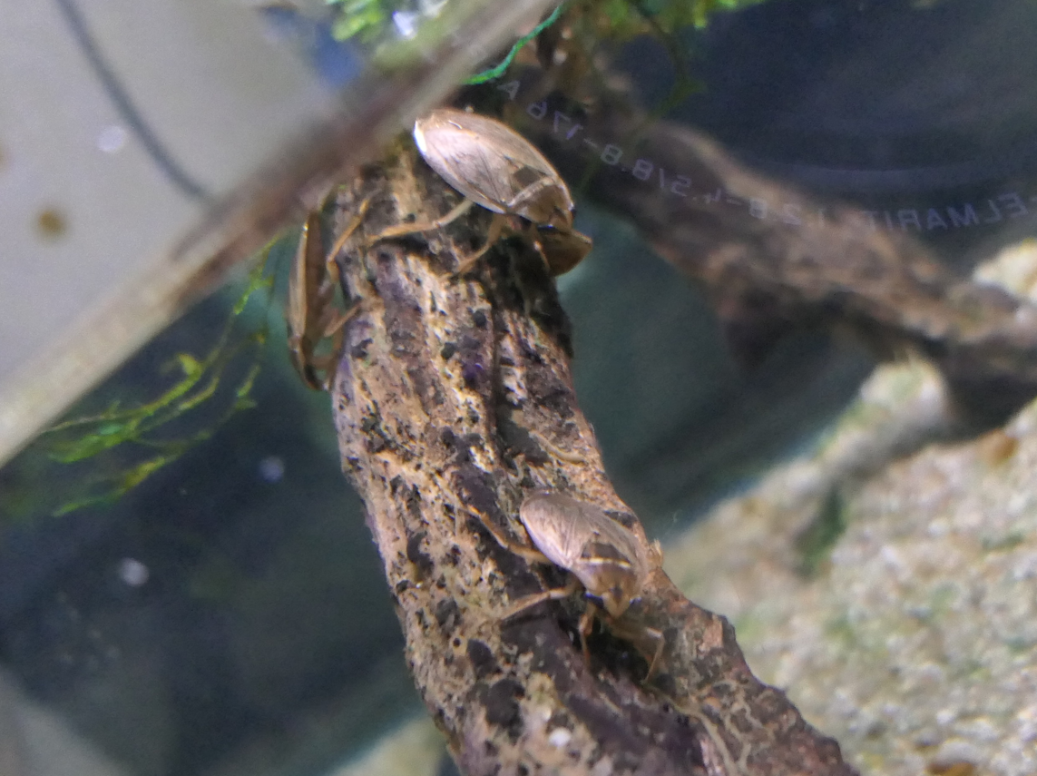 Japanese Water Bug (Appasus japonicus) - Uozu Aquarium