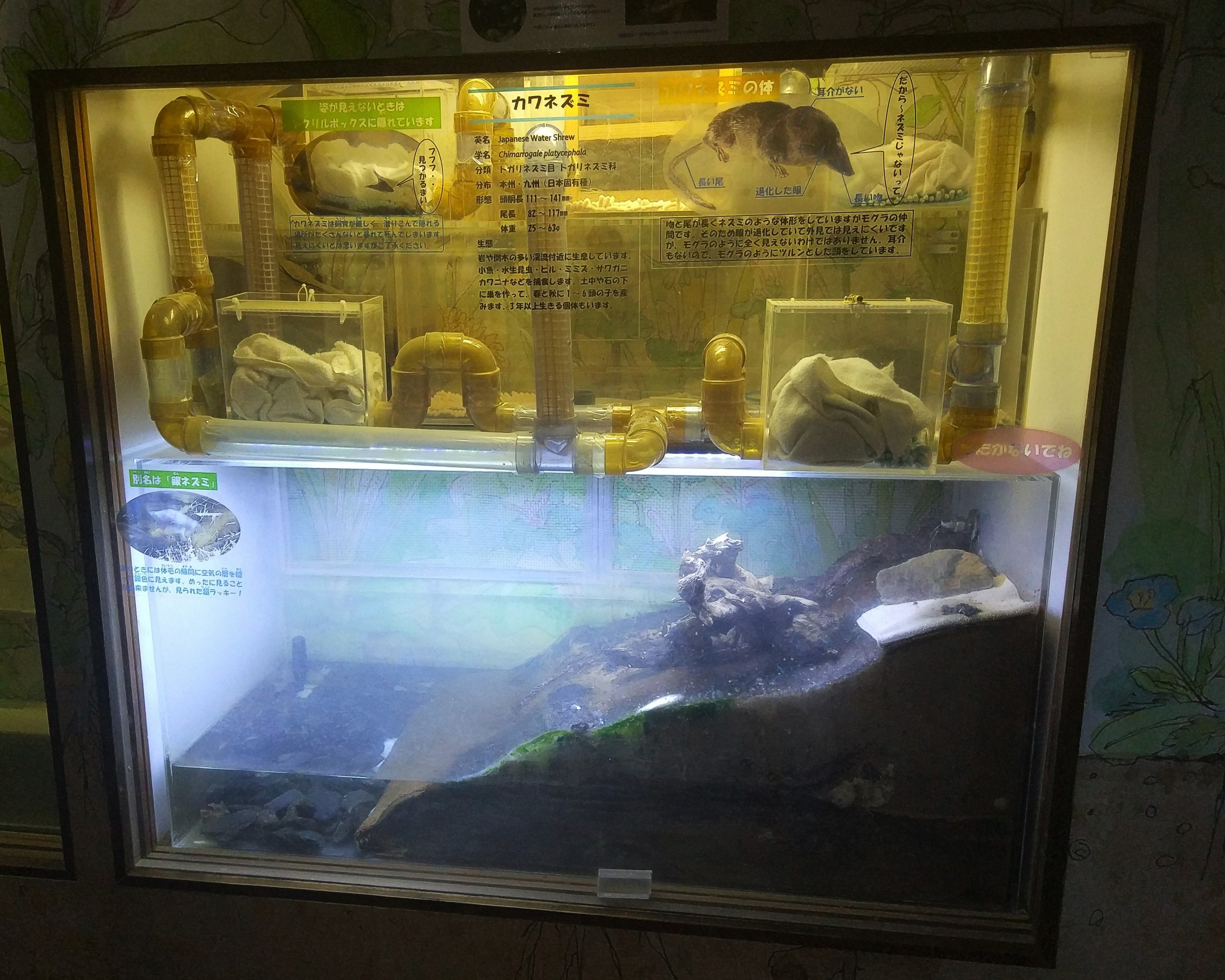 Japanese Water Shrew Exhibit
