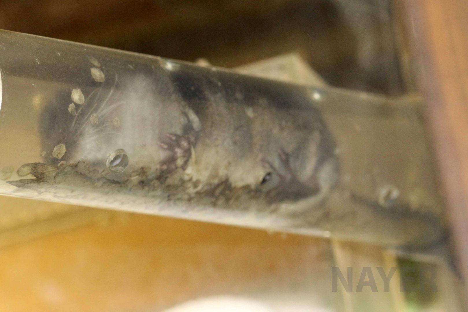 Japanese water shrew, October 2017