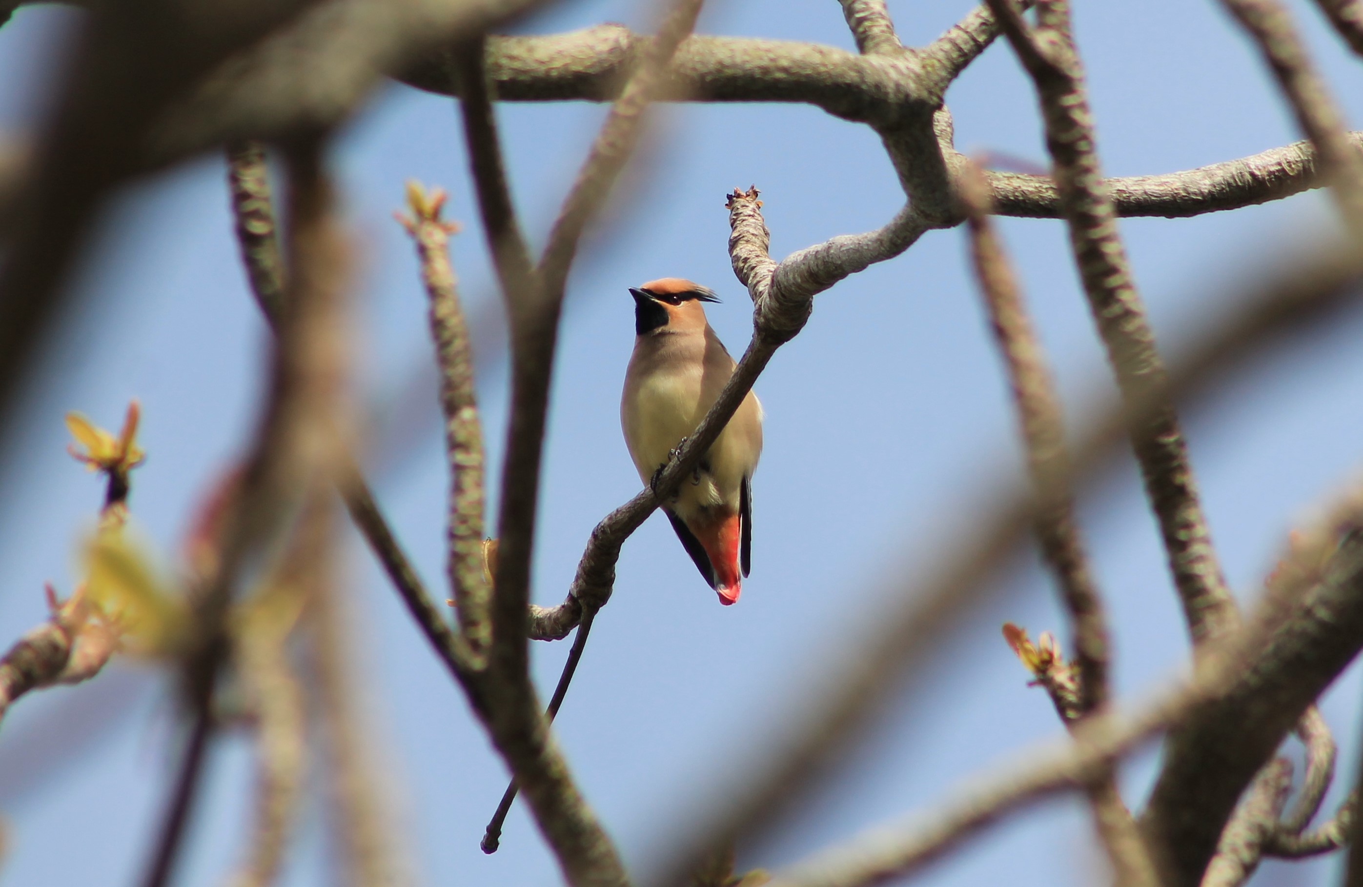 Japanese Waxwing (Bombyilla japonica)