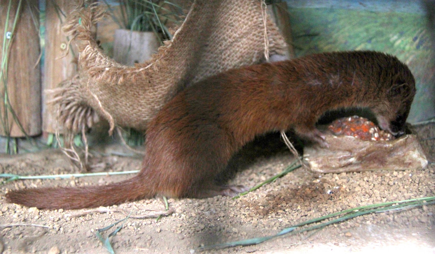 Japanese weasel (Mustela itatsi)