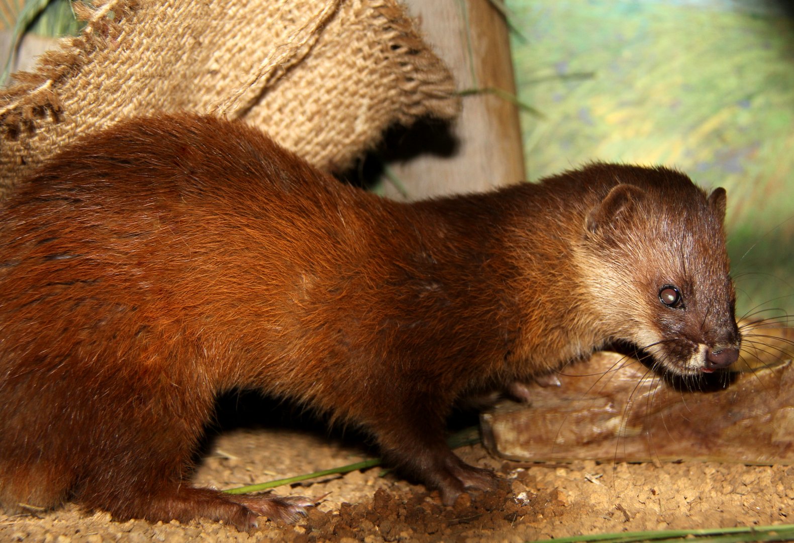 Japanese weasel (Mustela itatsi)