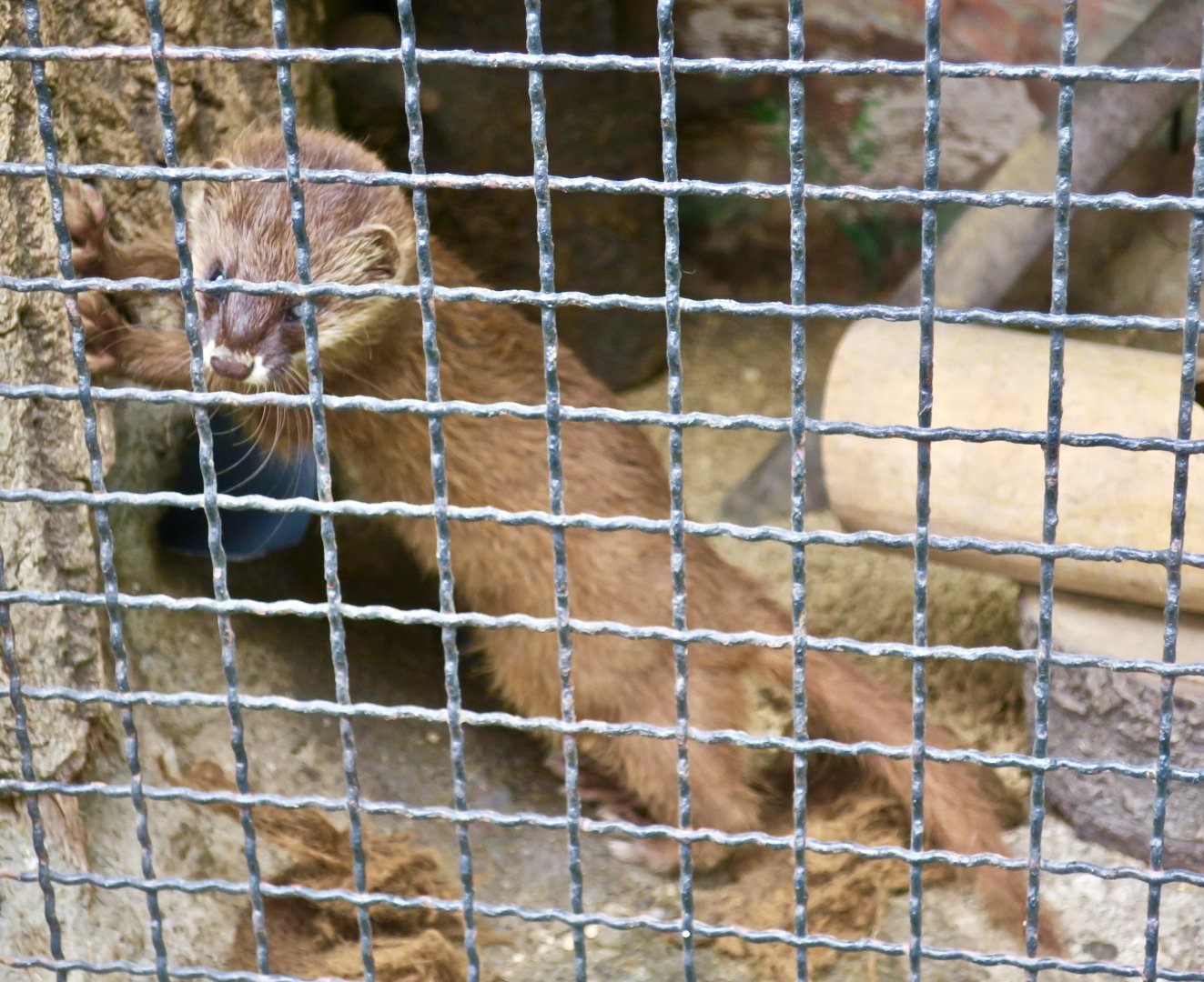 Japanese Weasel (Mustela itatsi)