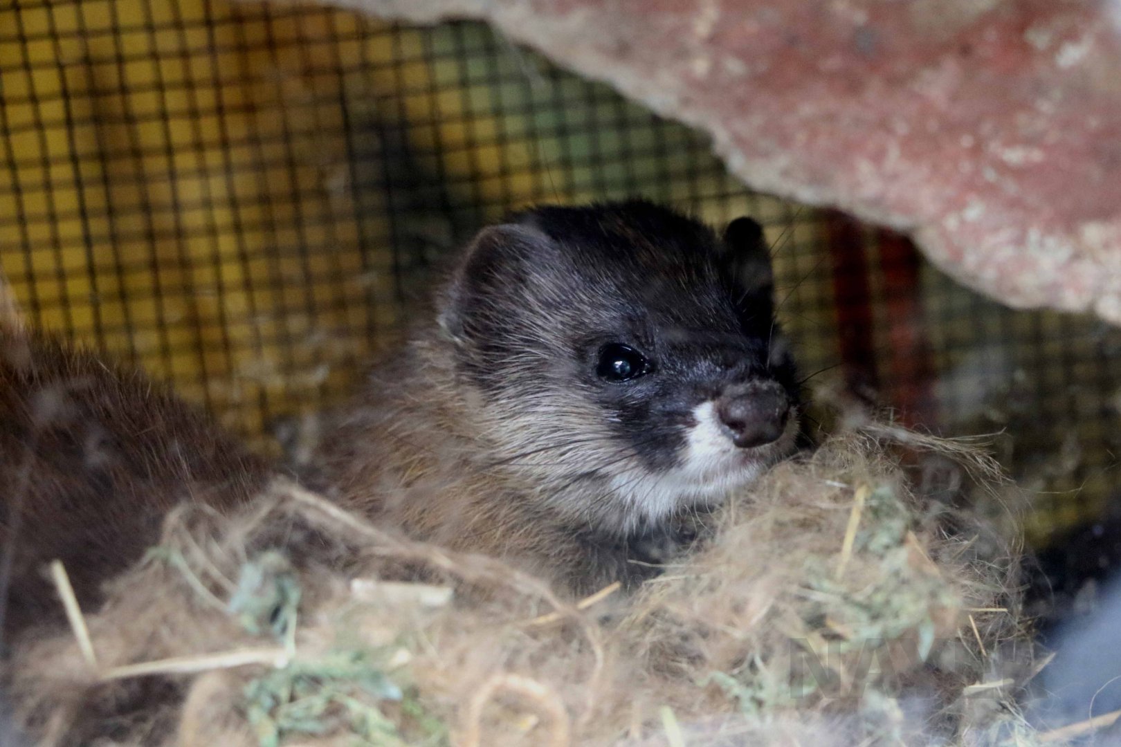 Japanese weasel, October 2017