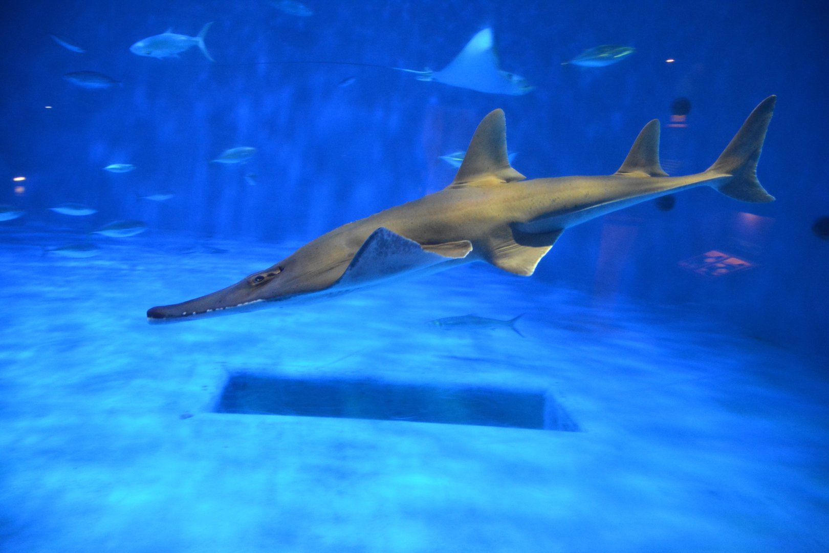 Japanese wedgefish (Rhynchobatus mononoke)