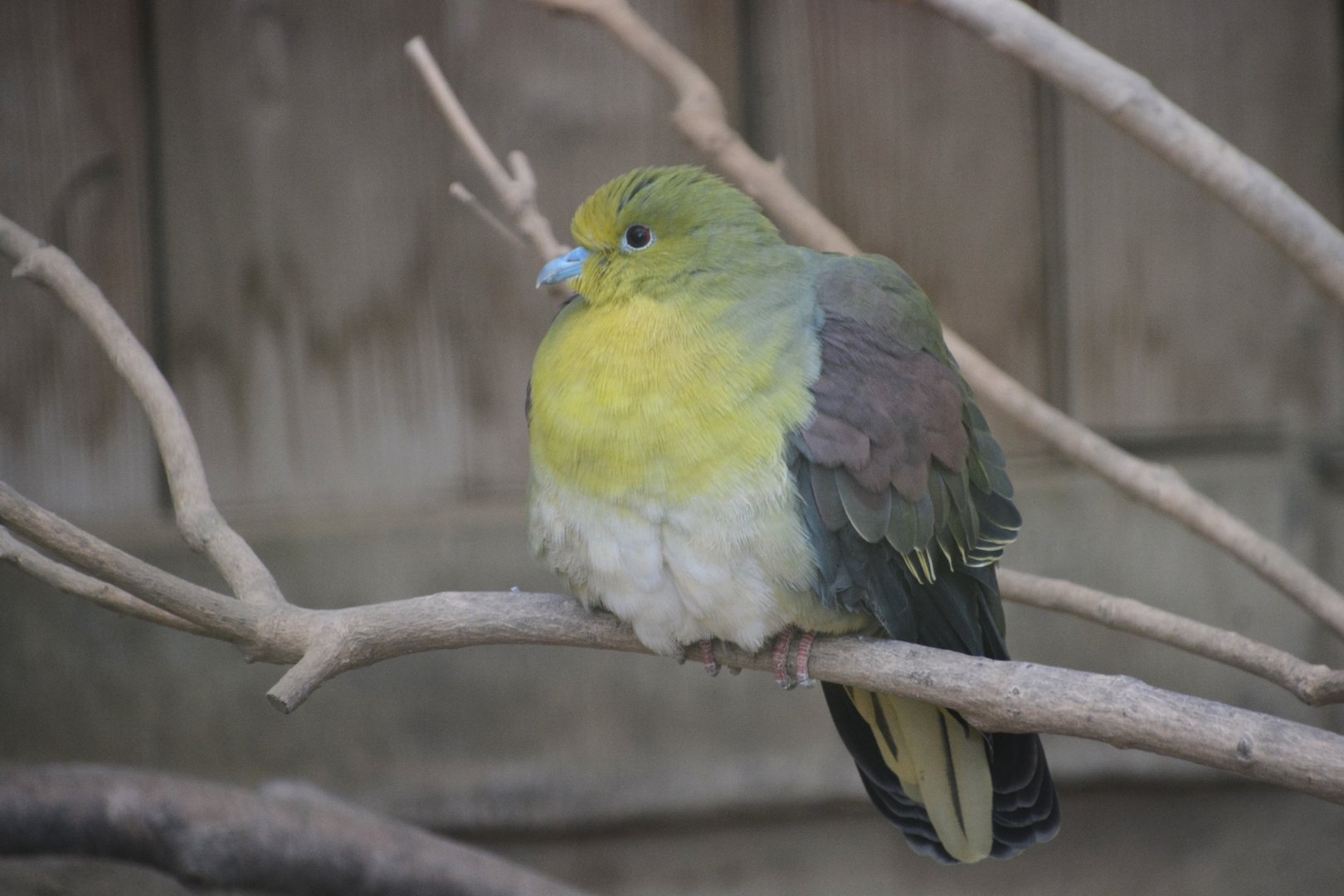 Japanese white-bellied green pigeon (Treron sieboldii sieboldii)