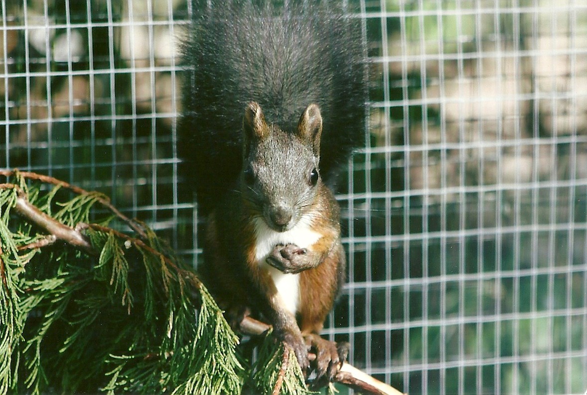 Japanese White-bellied Squirrel 11th September 2012