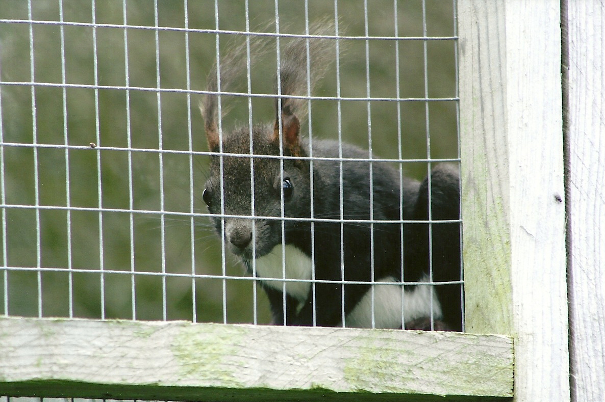 Japanese White-bellied Squirrel 5th September 2011