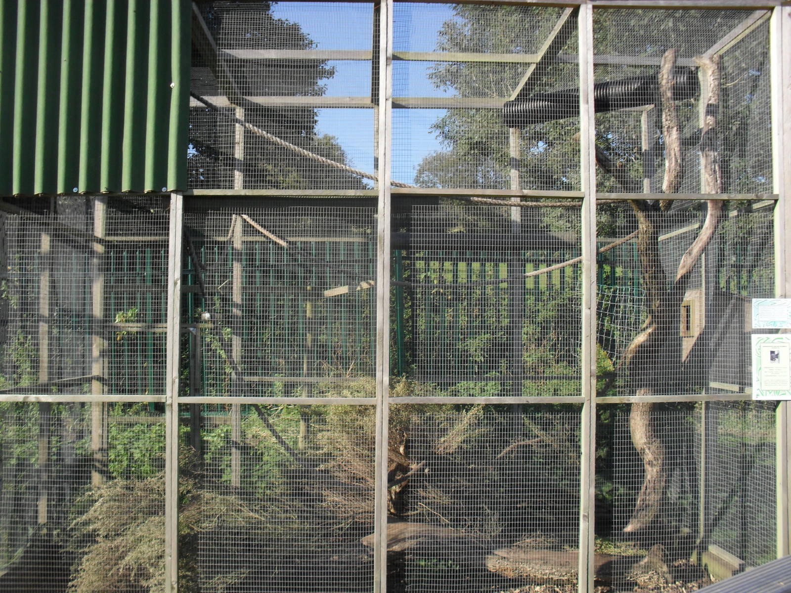 Japanese White Bellied Squirrel Enclosure