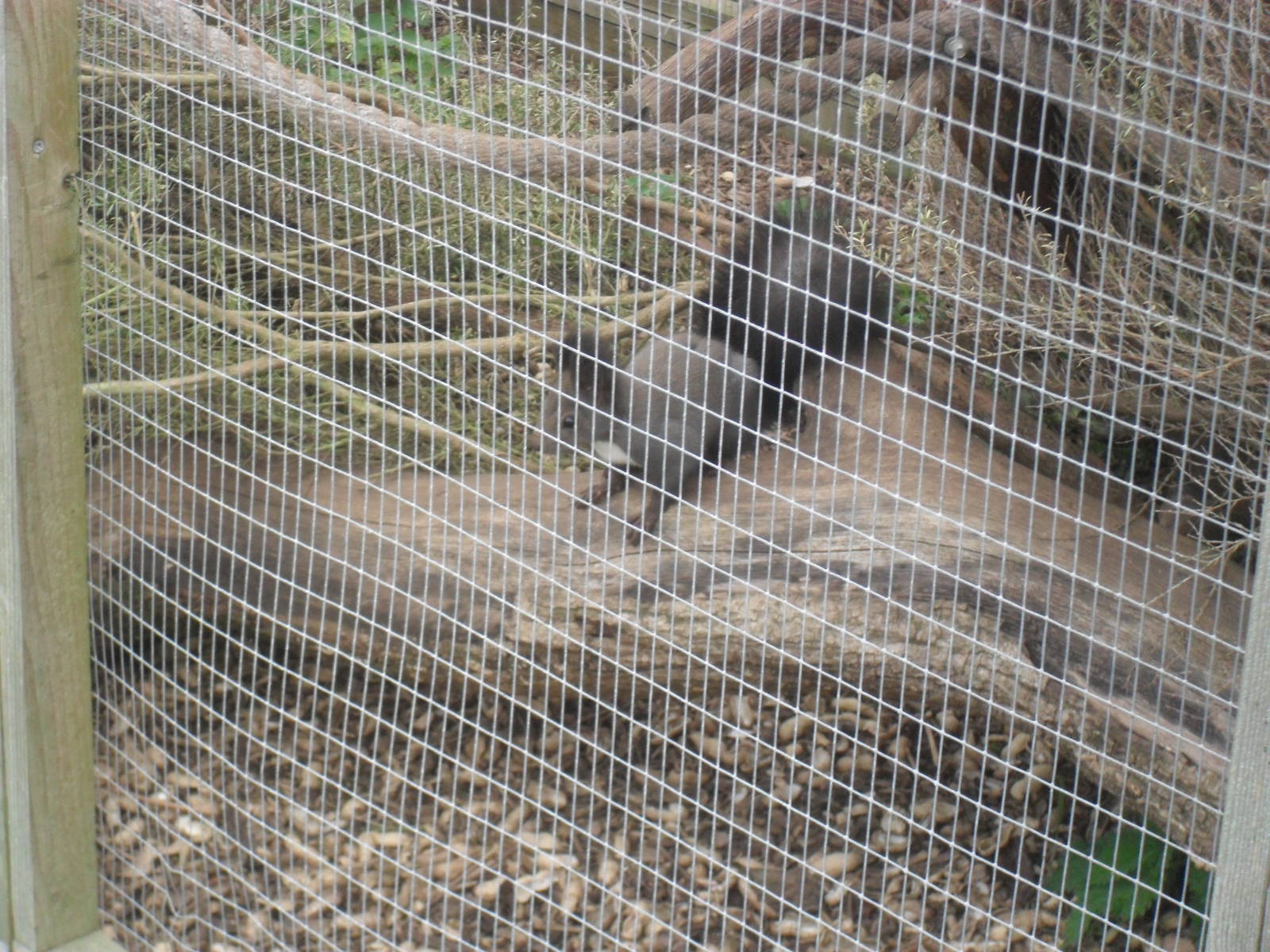 Japanese White Bellied Squirrel