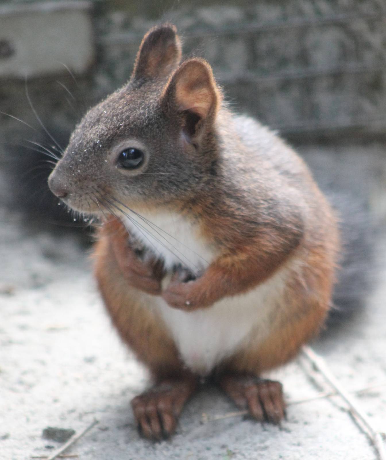 Japanese White-bellied squirrel