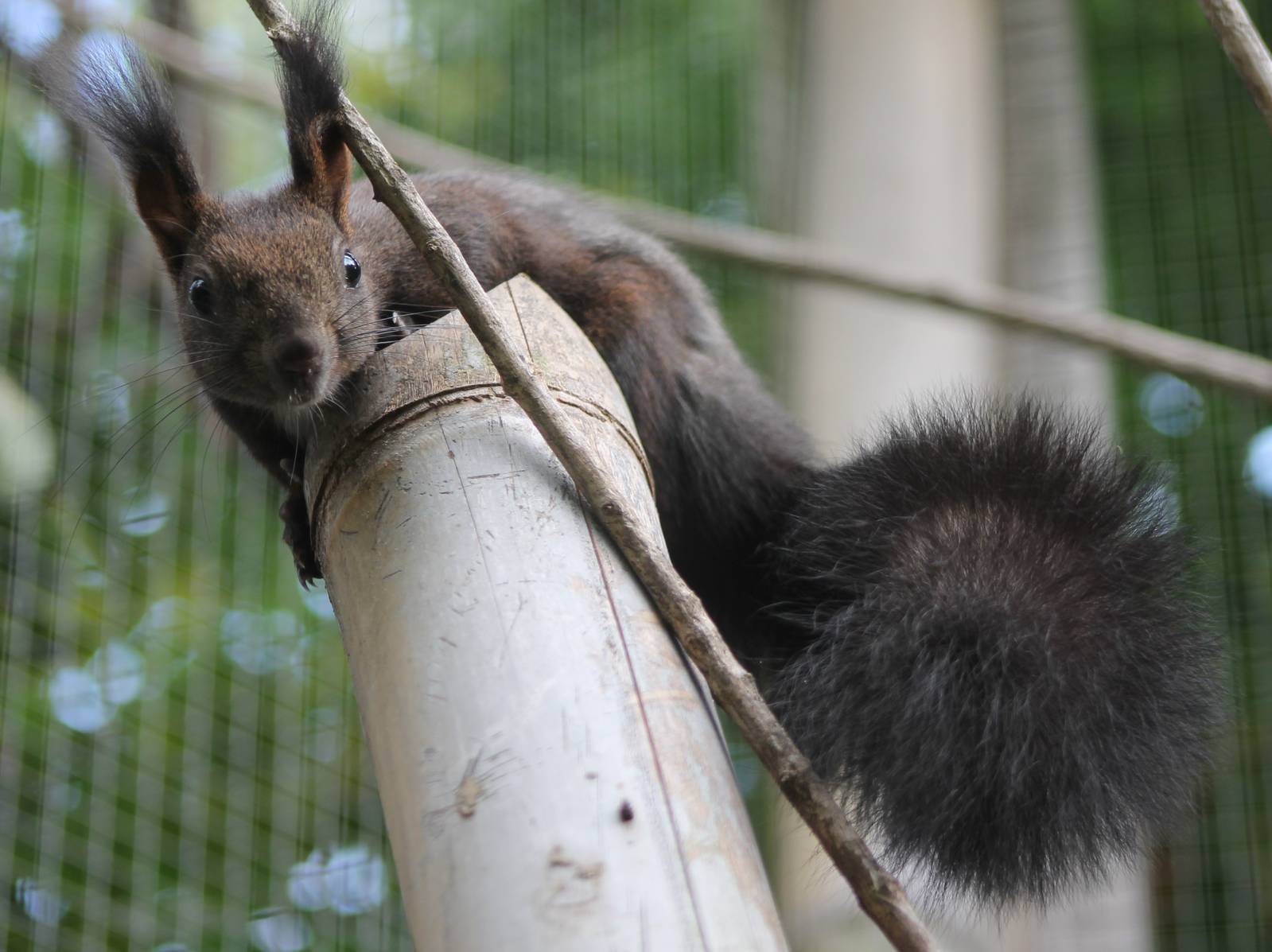 Japanese White-bellied squirrel