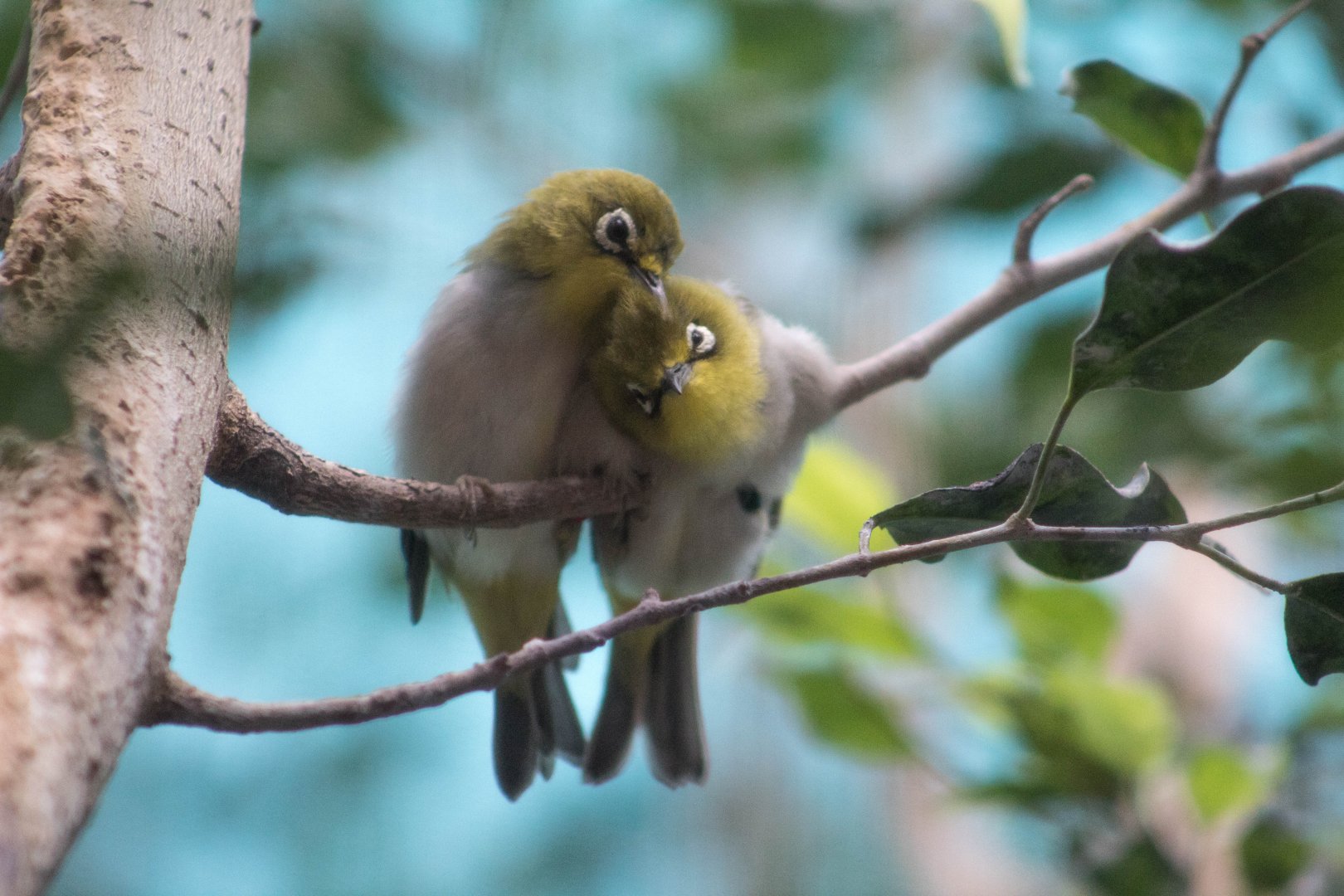 Japanese white-eye courtship