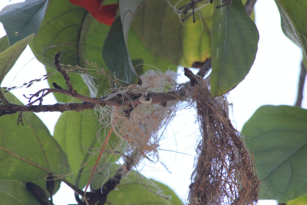 Japanese White-eye nest