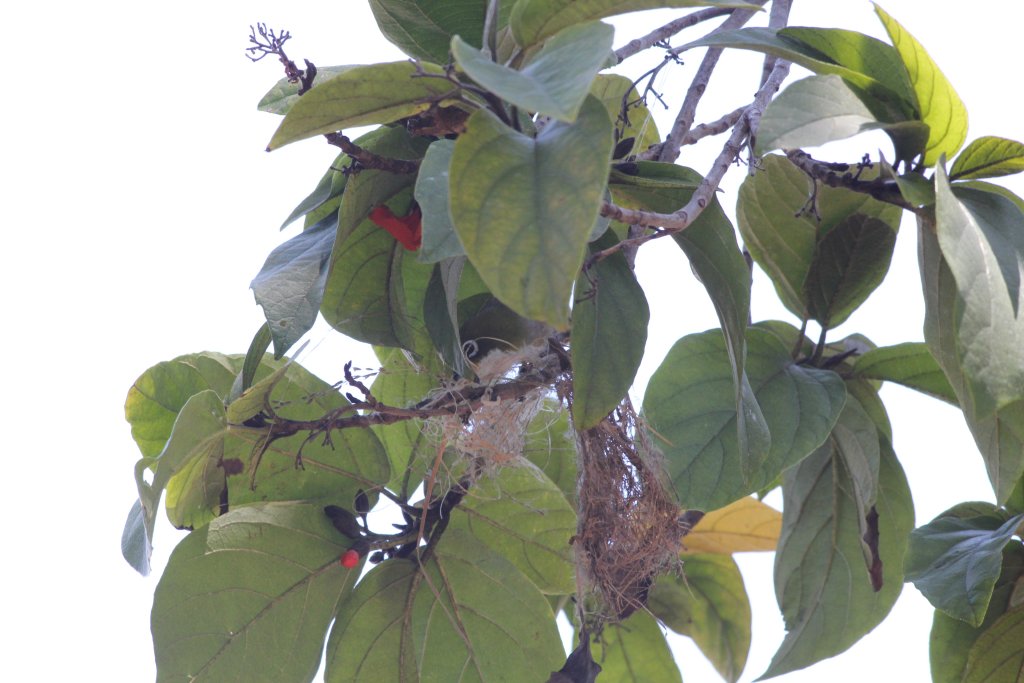 Japanese White-eye (wild) building a nest
