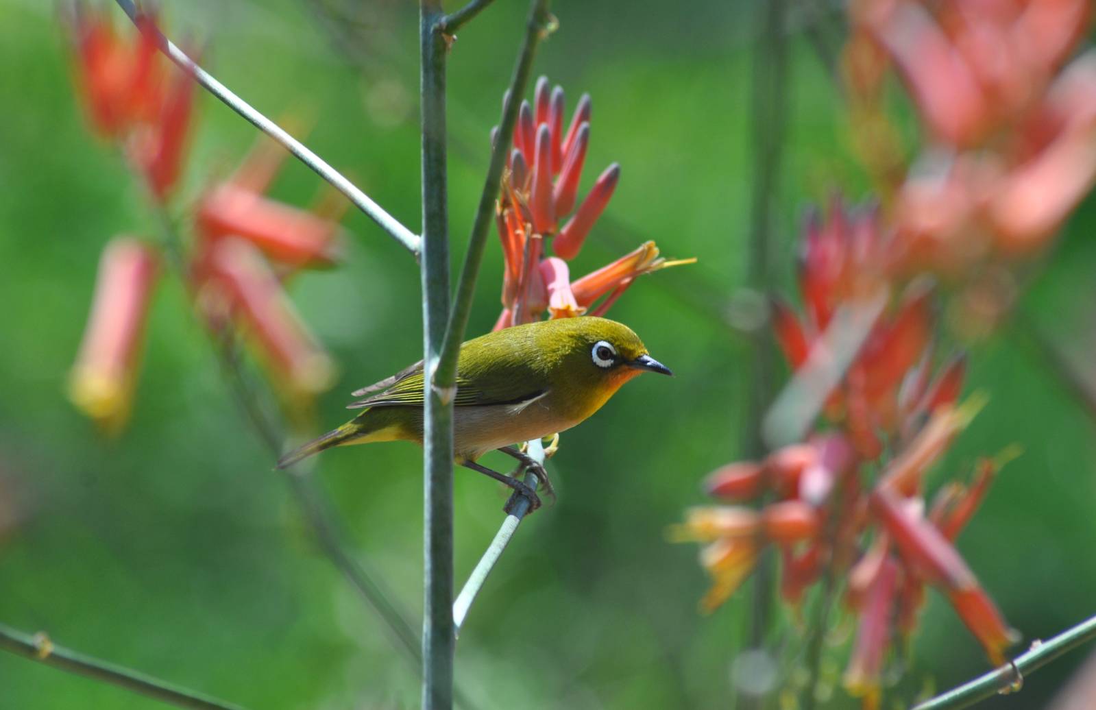 Japanese White-Eye (wild)