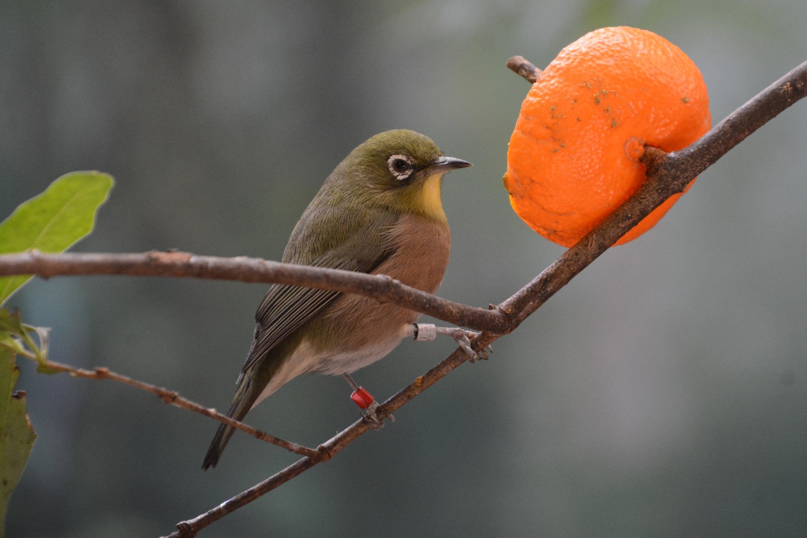 Japanese white-eye (Zosterops japonicus japonicus)