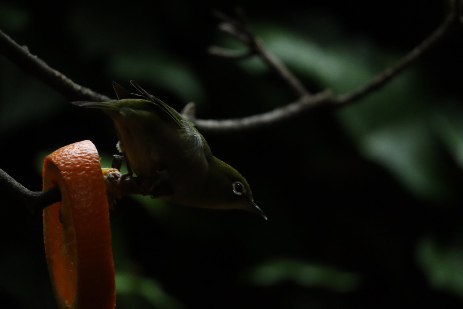 Japanese white-eye (Zosterops japonicus japonicus)