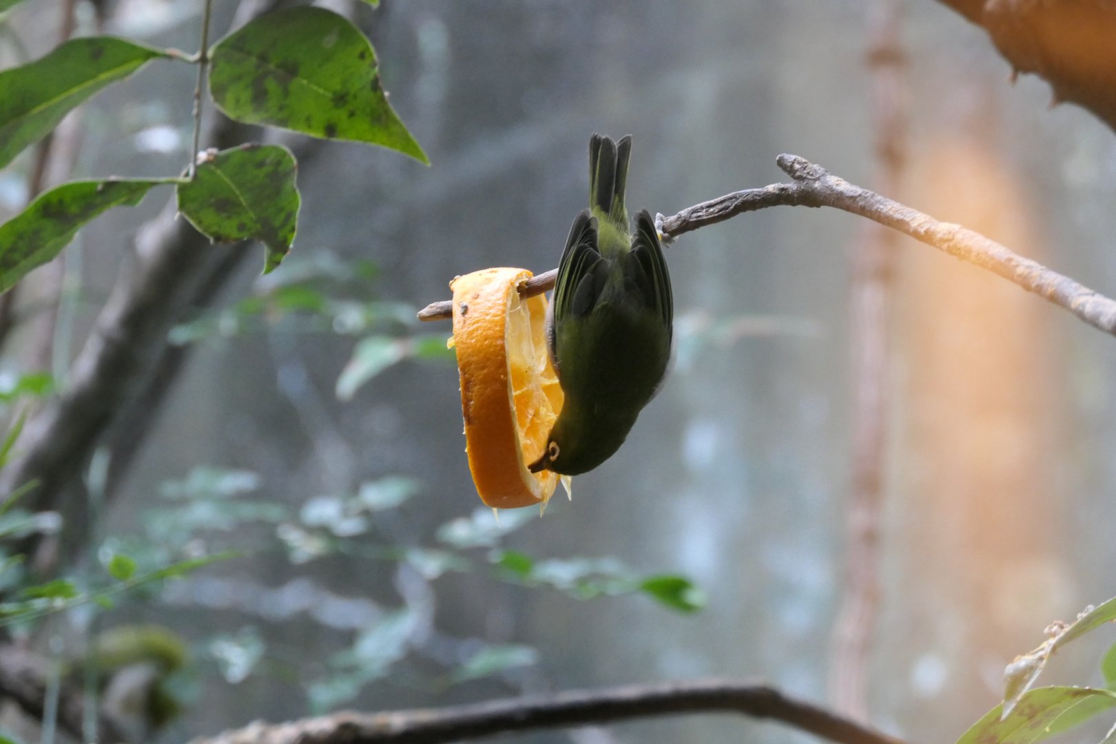 Japanese White-eye (Zosterops japonicus japonicus)