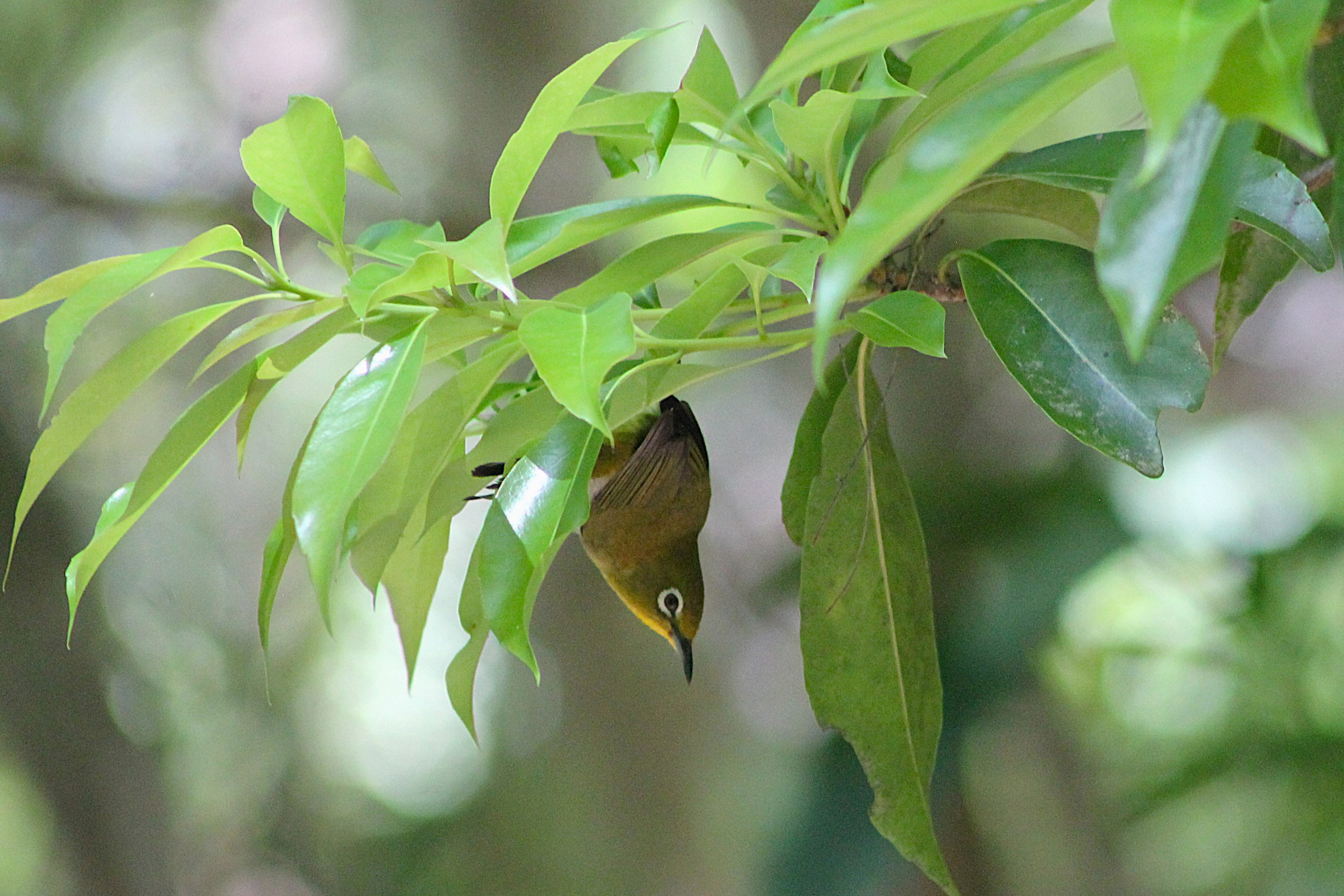 Japanese White-eye (Zosterops japonicus loochooensis)