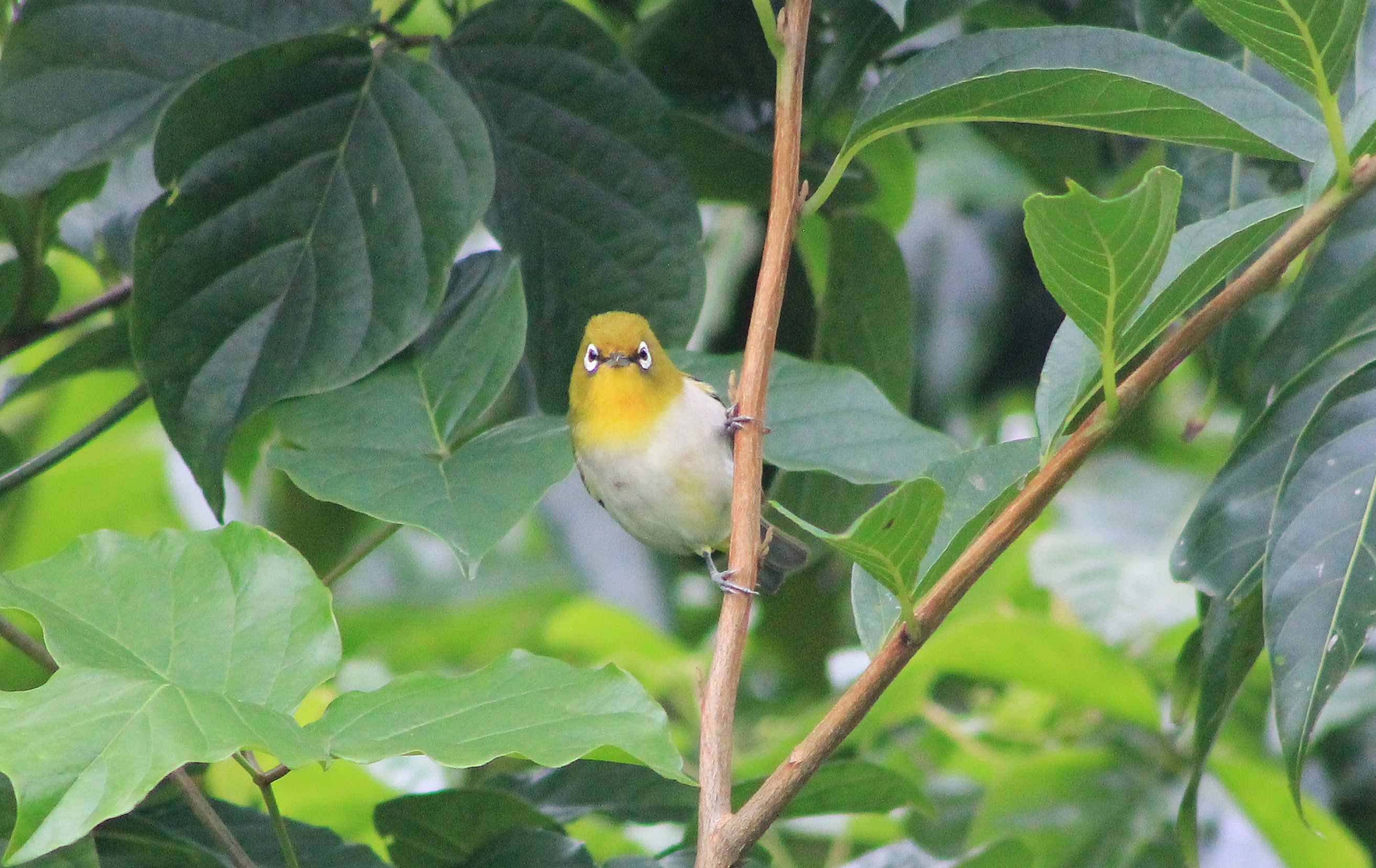 Japanese White-eye (Zosterops japonicus loochooensis)