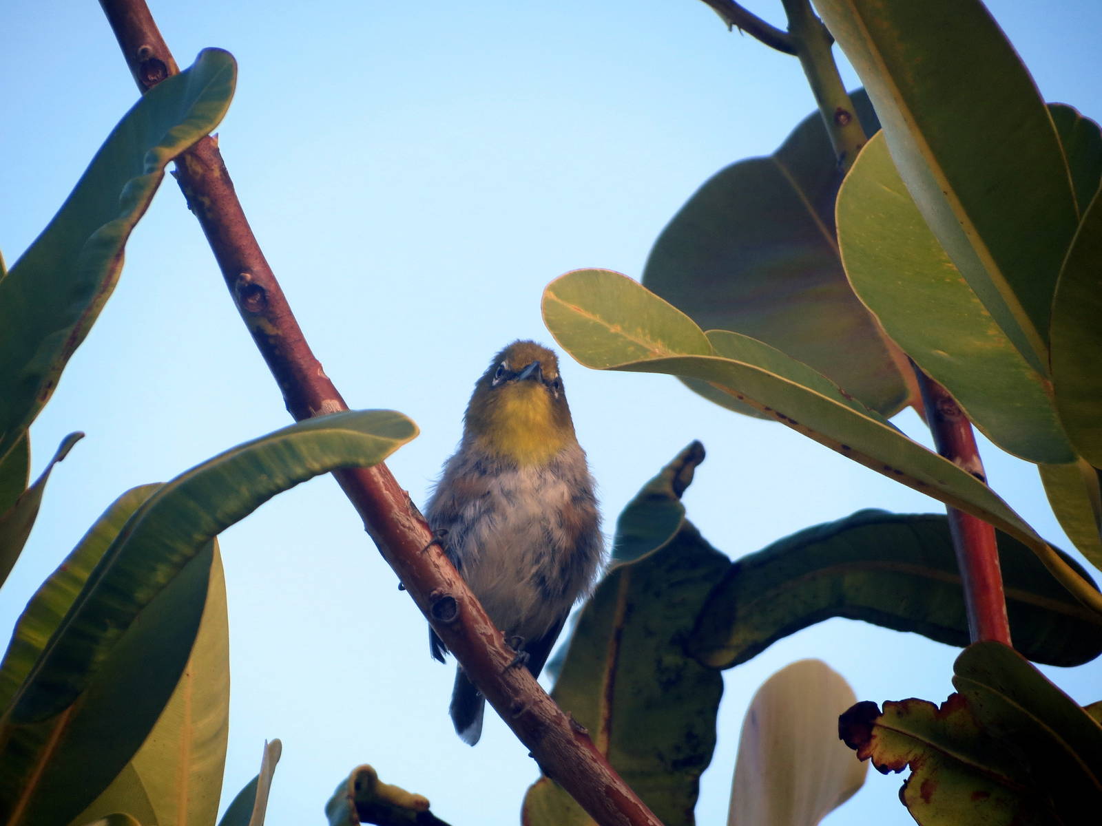 Japanese White-eye