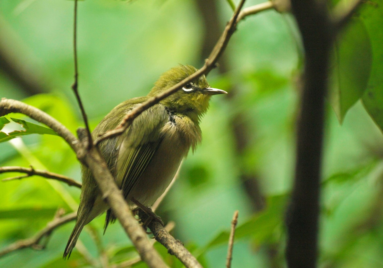 Japanese white eye