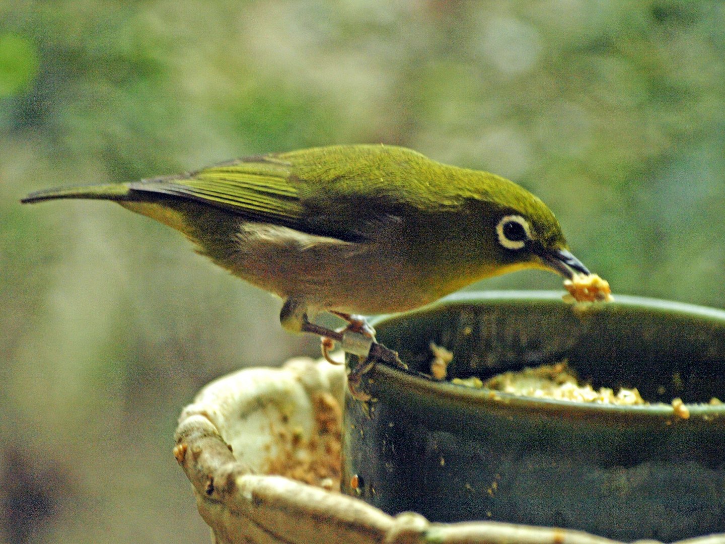 Japanese white eye