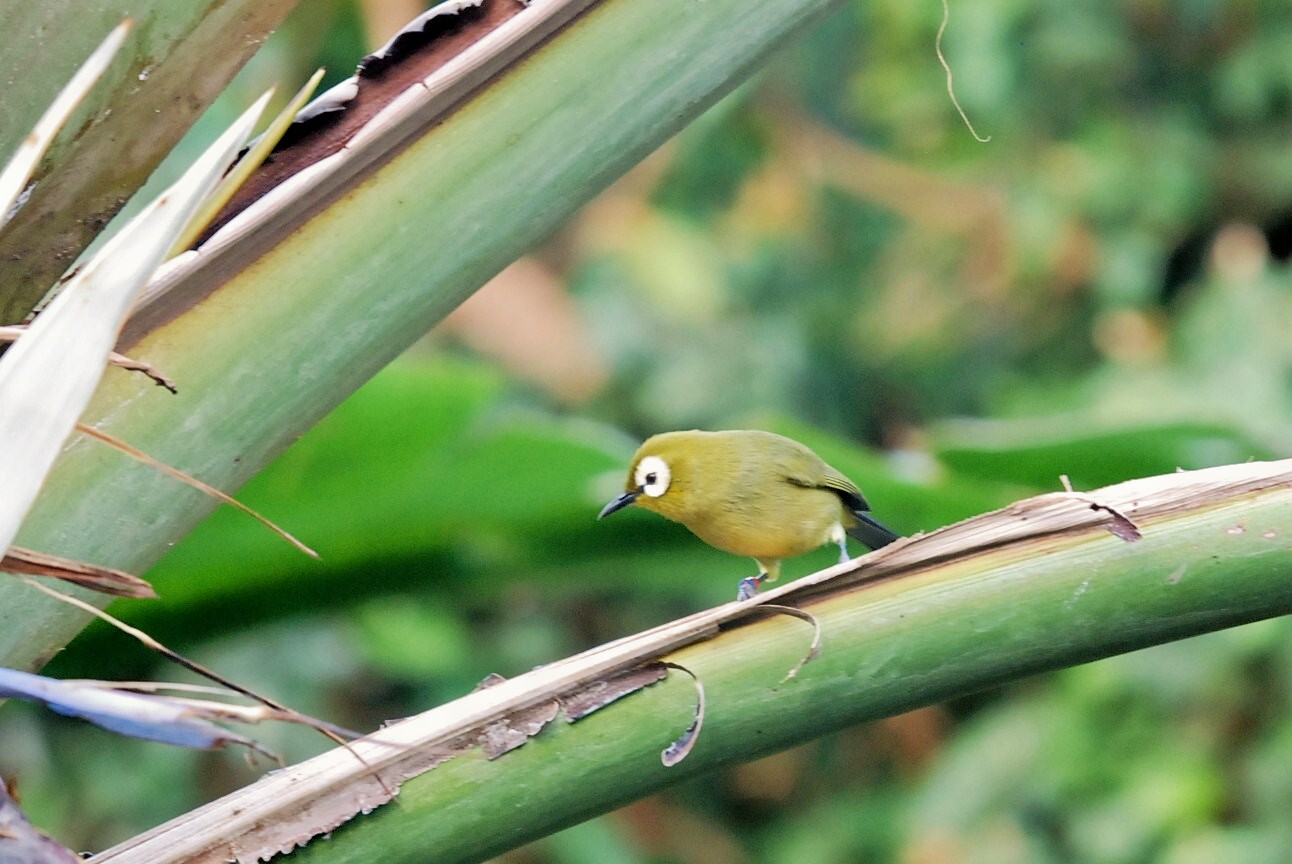 Japanese White-eye